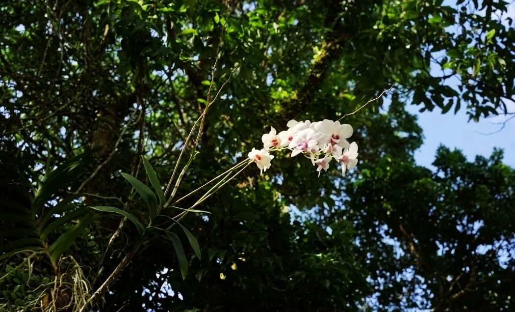 热带经济|美丽的植物园，独特的植物景观——游兴隆热带植物园