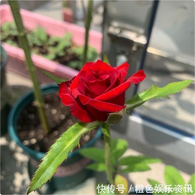 细数10种狼牙棒月季,怕刺的可绕道