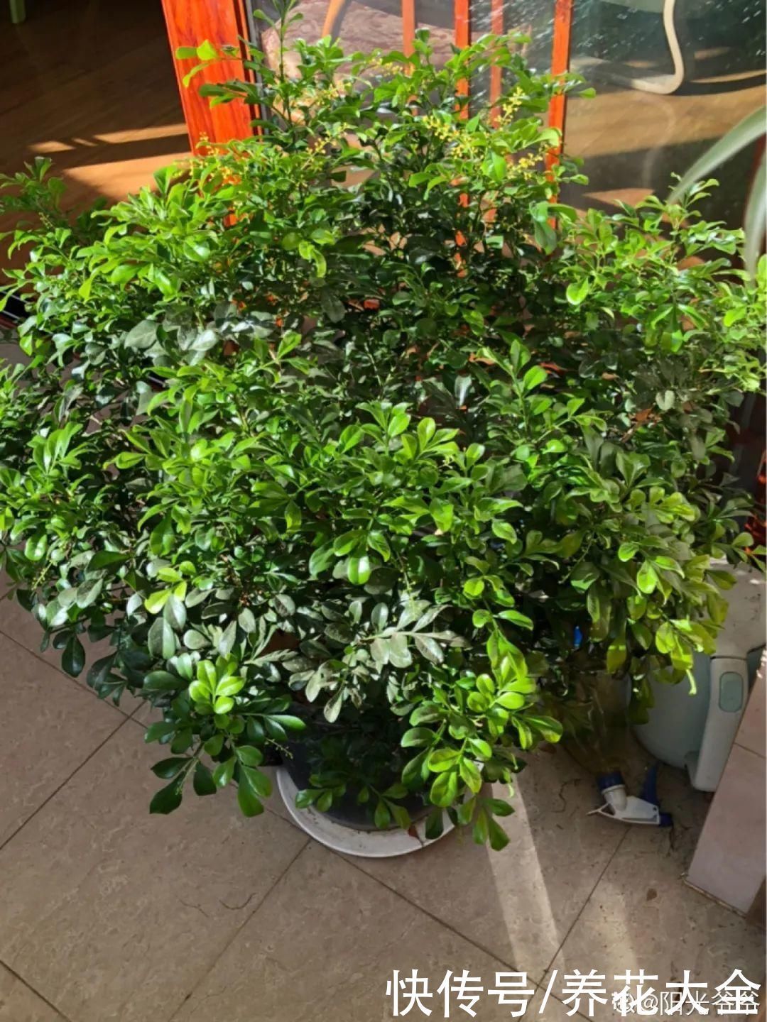 飘香藤|晒不死、热不死的花,越晒花越多,越热长越快