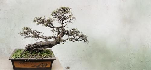 盆景树木叶片太大，3个控叶技巧，让叶片变小，尽显古朴苍老，不学可惜了