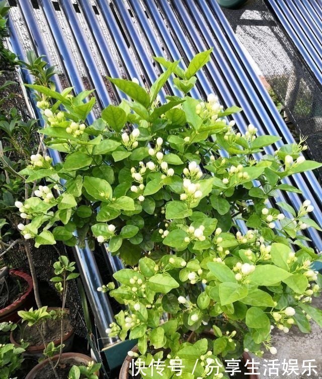 植株|养茉莉花、栀子花,做到“4个多”,2年长成“小树”,开花更多!