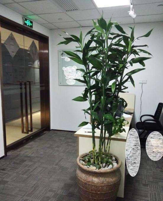 富贵竹养不好,扔个“药片”擦点“酒”,一根长2米,开花好兆头