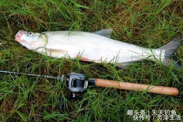 铅头|泥鳅钩钓翘嘴方法，民间钓大翘嘴第一杀招，米级翘嘴不难钓