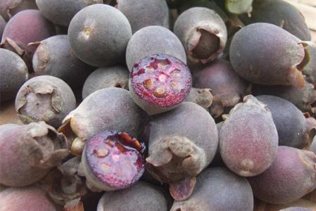 补肾|路边无人问津的野果,每天吃几个,滋阴补肾,补血乌发,你认识吗