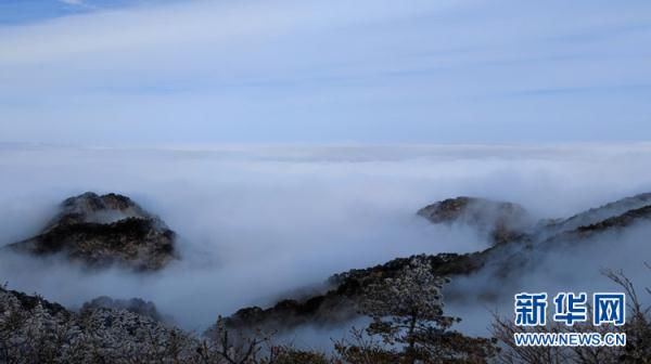 玉树琼枝|冬日黄山 玉树琼枝云海如画