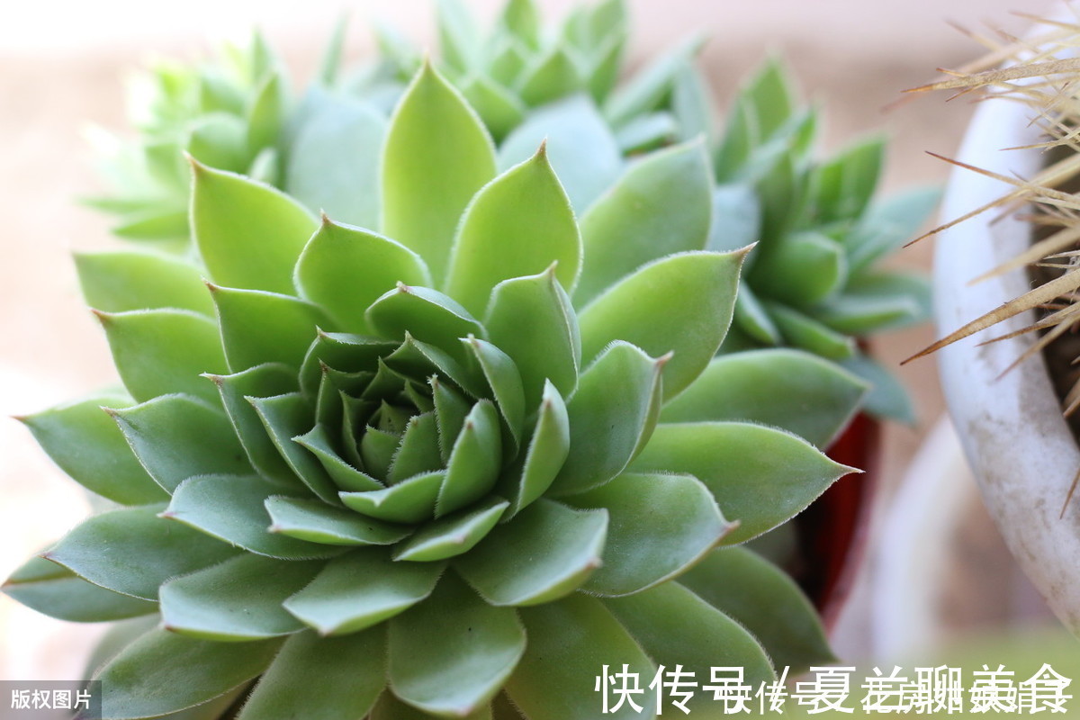 多肉植物怎么浇水?提供浇水七大知识点,让养殖多肉变得更加简单