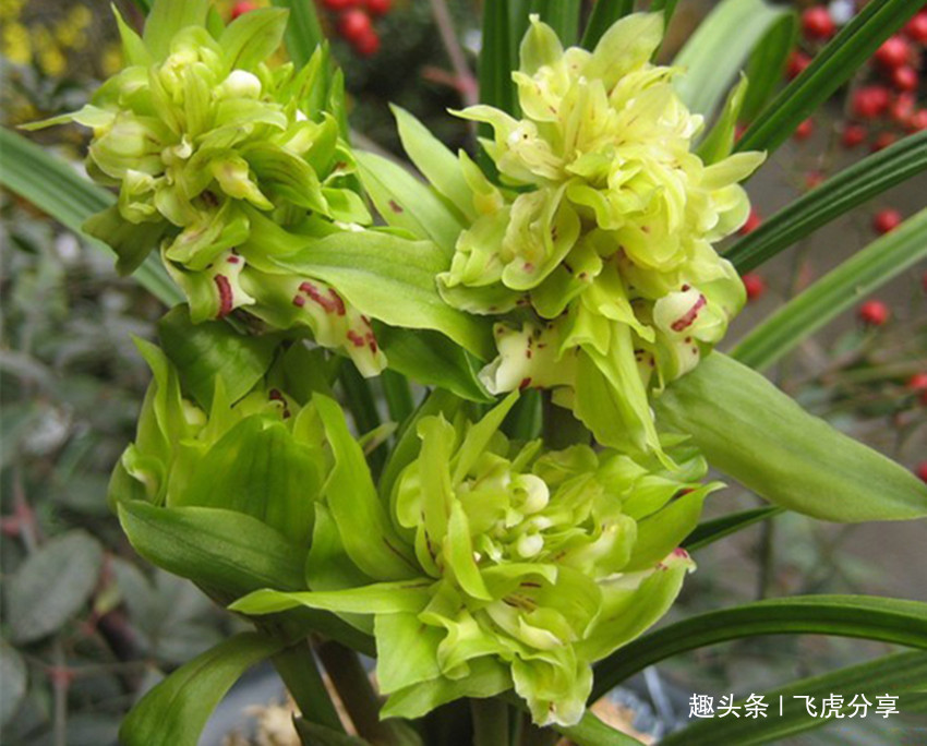 八种兰花中的奇花珍品,独特的株型,精巧的花朵,让人百看不厌