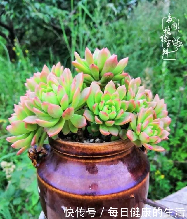 如何让多肉变美看看我是如何宠它们的!如何让多肉变美看看我是如何宠它们的!