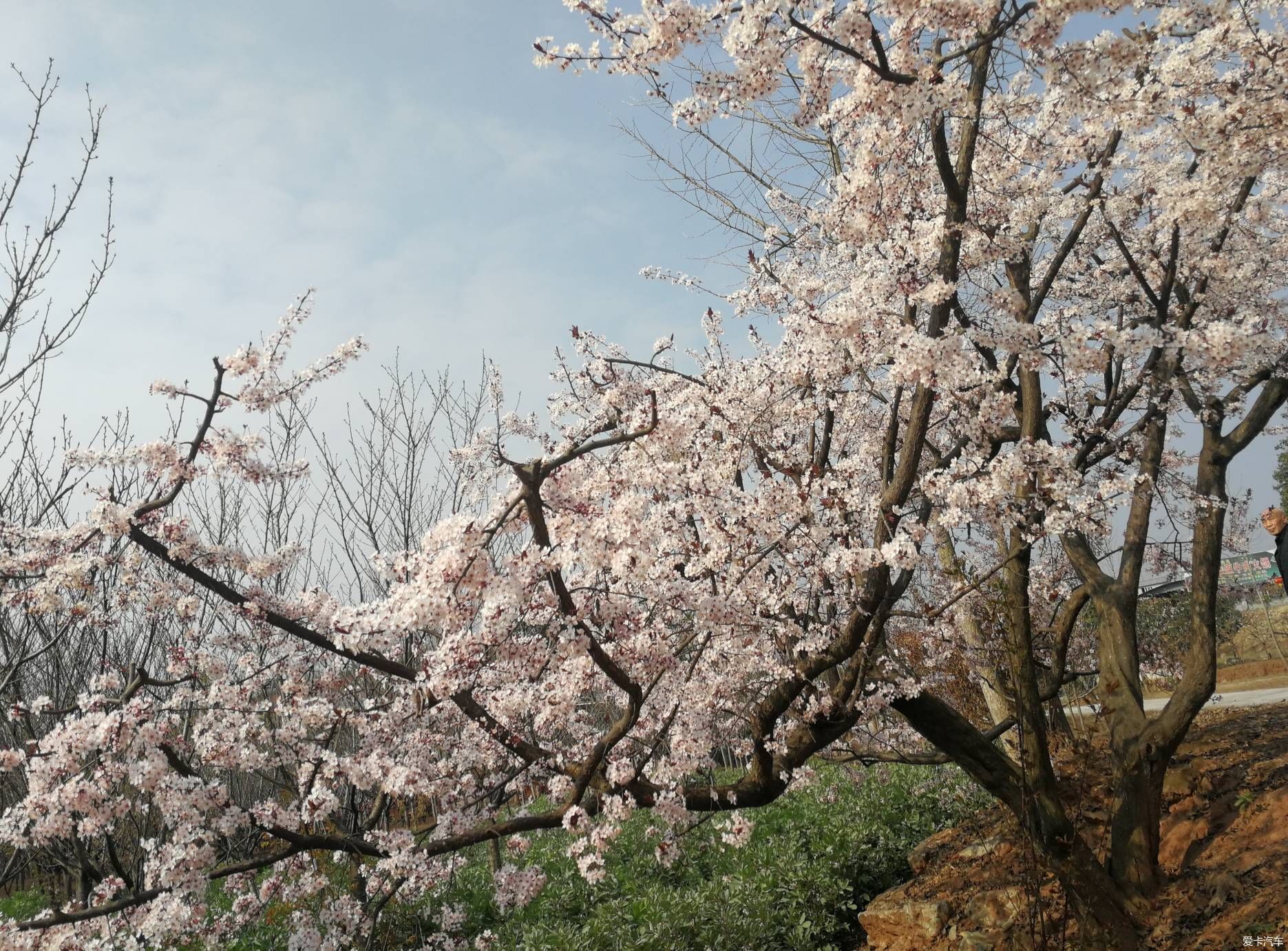 犹如|不负春光，乡村赏花