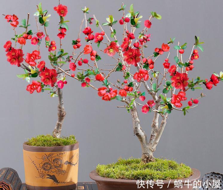 花友|此花,被誉为花卉界的“红宝石”,太美了,给大家看看