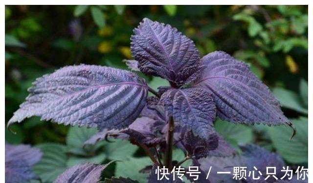 种植|农村8种含钙量高的蔬菜,多种多吃能补钙,营养价值高,记得收藏