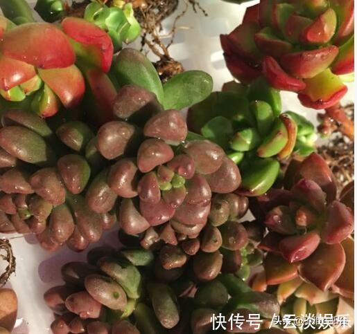 根系|栽种多肉前,这1步不能缺,做到后服盆更快,长得肥,状态美!