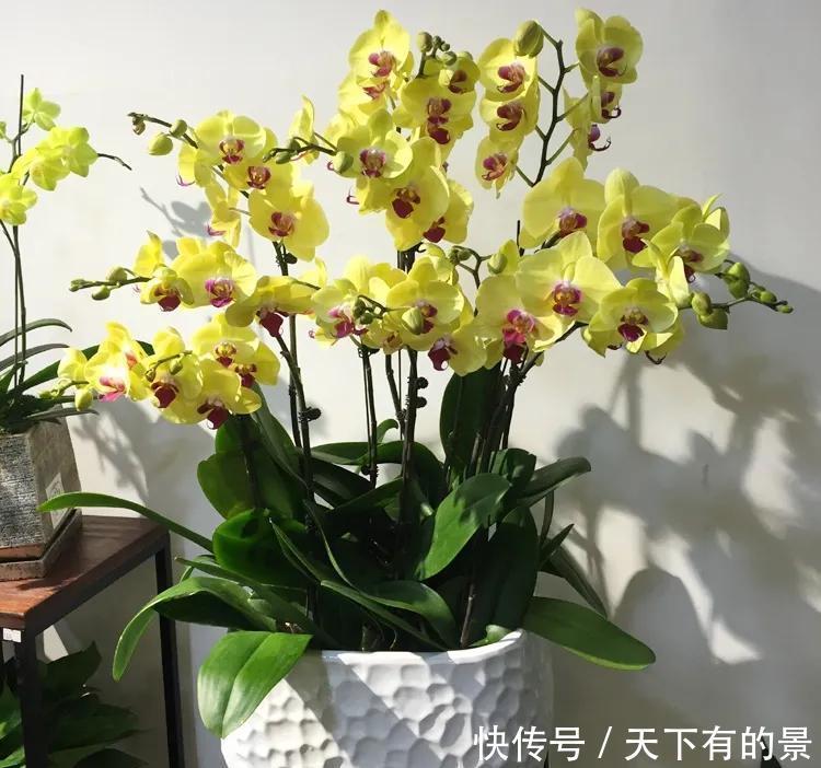 漂亮大气的年花蝴蝶兰,在冬天做好这“5点”,花期长达三个月