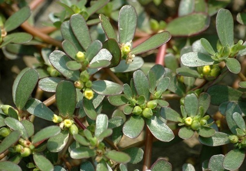 去火|春季不吃肉,也要吃乡下的4种野菜,清肺去火,男女老少都适合