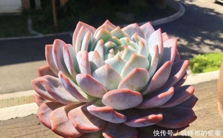 挑状态最丑价格最低的买,再丑的多肉都能养漂亮