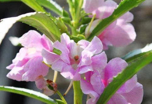  开花|3种超好养的盆栽花卉，全年开花，花多易爆盆，太美了