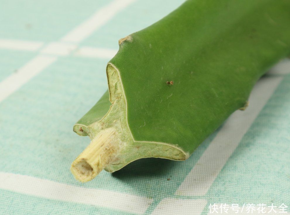 嫁接|养了30年的玉树，扦插开出9色花，快来沾沾喜气