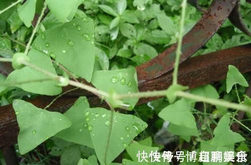 救命药|农村这野草很普通,但名字很霸气,用途很大,是农民救命药?