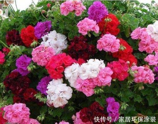 “4种花”花色艳、花量大，沾点水就疯长，开花勤还爱爆盆，美