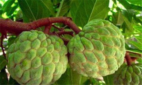 女性不想老太快，常吃三种食物，养护肠胃，增强体质，美容养颜