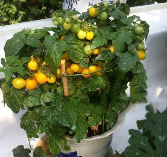 盆栽小番茄,如何一茬接一茬地开花结果5个关键点多下功夫