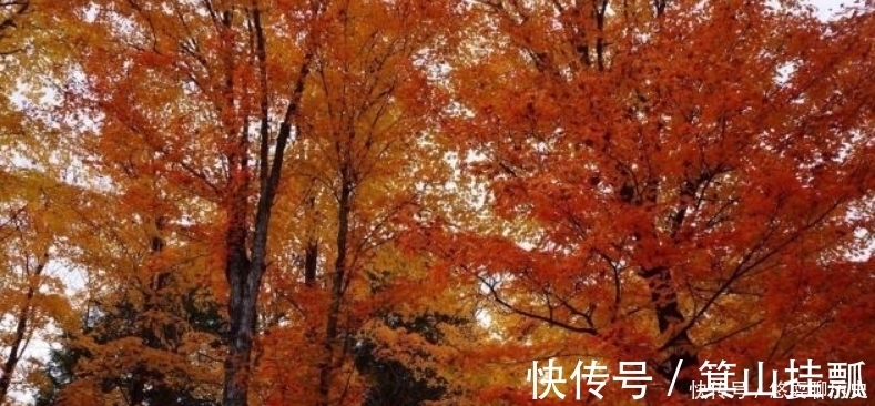 初干|白居易原本是写冬天,却写出了春天的感觉,这种创作手法令人赞叹