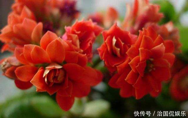 夏天|夏养长寿花,这几件事不要做,烂根黄叶都避免,还能长新叶