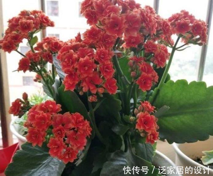 阳台|阳台再小,也要养4种花,比牡丹好看,比吊兰好养,家里养真适合