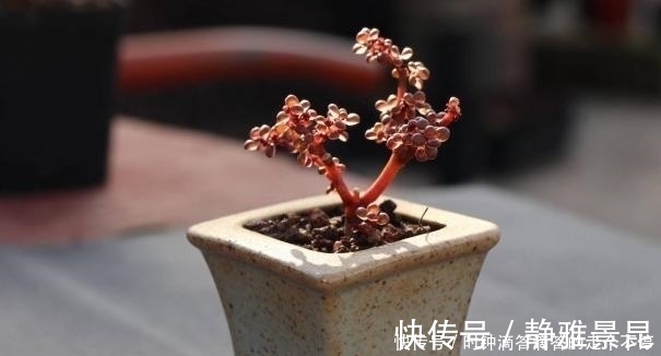 新手多肉党的福音：露镜，买回家这么养，叶子如水晶般剔透