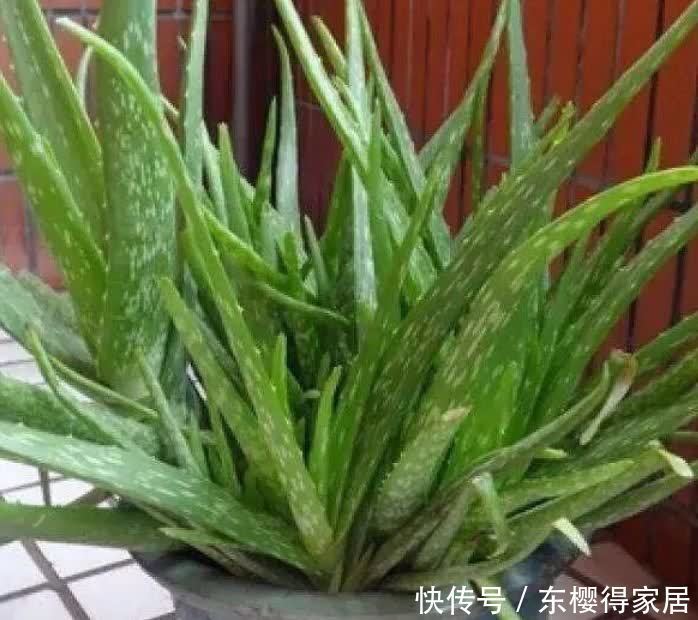 正月二十九,家中摆上4种“富贵花”,清丽雅致,别具一格