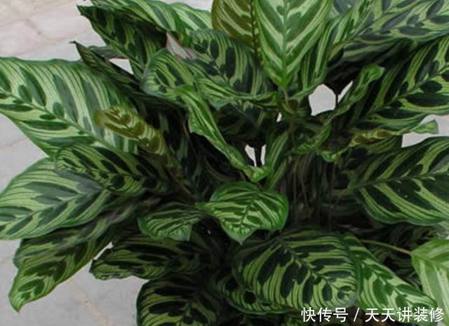 孔雀竹芋喜|孔雀竹芋、猫眼竹芋名字像、长得像,养护方法不同,不可混为一谈