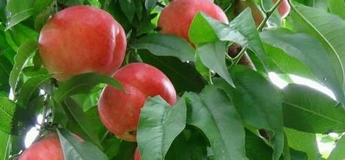 女人皮肤不好,多吃该水果,补血、保持皮肤弹性、防止皱纹发生