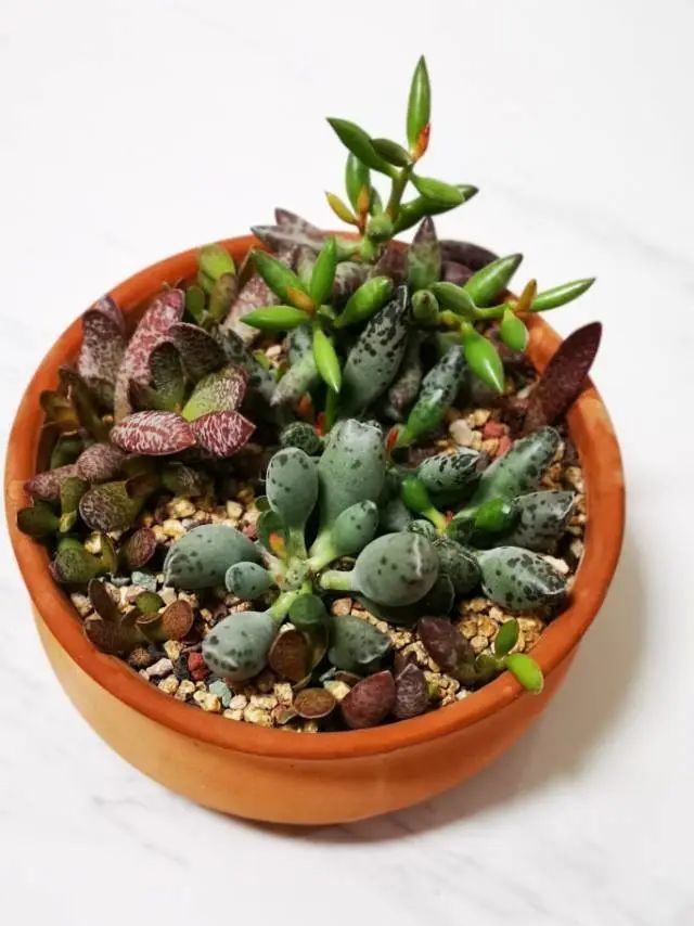养成一个爱好的重要性和一个养肉人的日常!