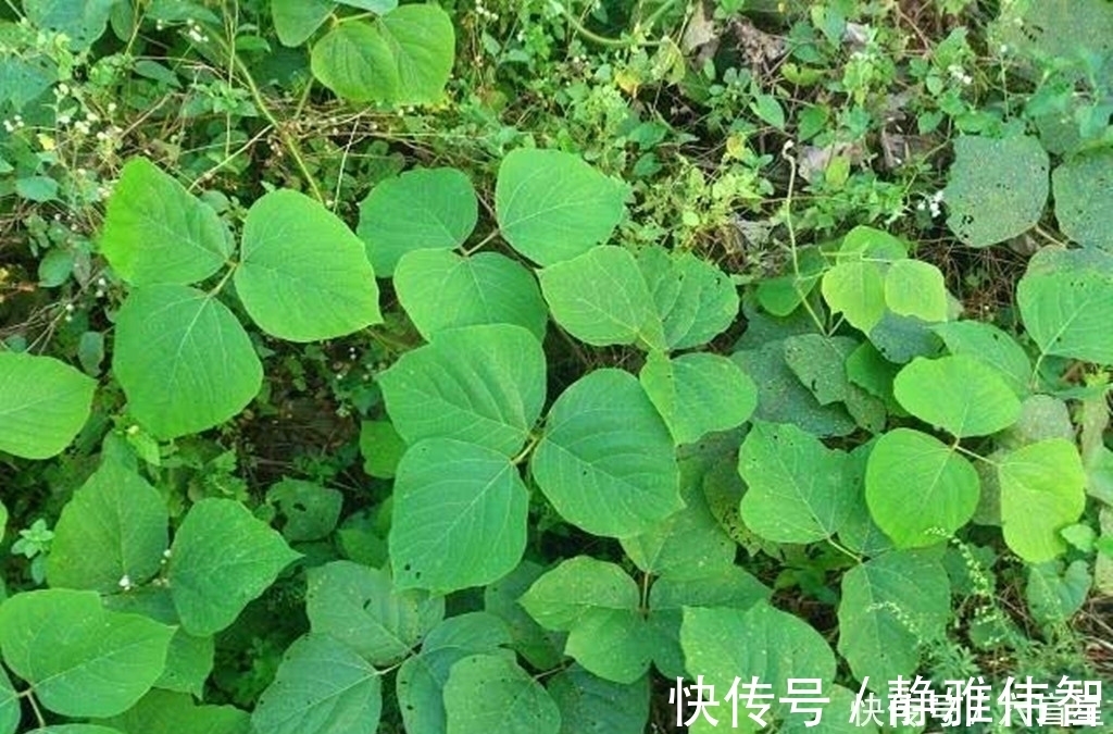 野葛|农村这种野草，有很好的润肠通便功效，如今加工成粉要80元一斤