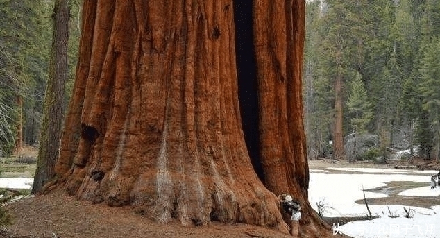 总重量 世界上最大的一棵树，总重量超过2800吨，树龄已经3500岁