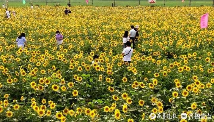 初秋美景 济南西郊金色花海美爆 今日热点