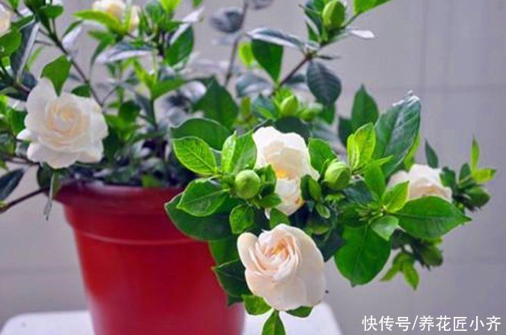 秋天|秋天4种花别着急“修剪”,当年长得枝条都是花,剪了就不开花