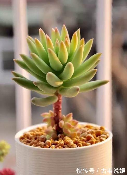 别人扔的多肉,他非要捡,最后照样也能养爆盆!