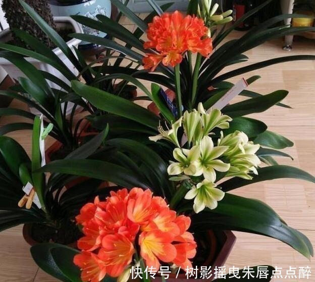 春天养君子兰,“多晒”好,还是少晒好别弄错,否则又为开花愁