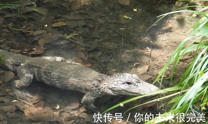 鱷魚|神奇動物在中國第二季·第5講|神奇“土龍”:我很丑但很溫柔