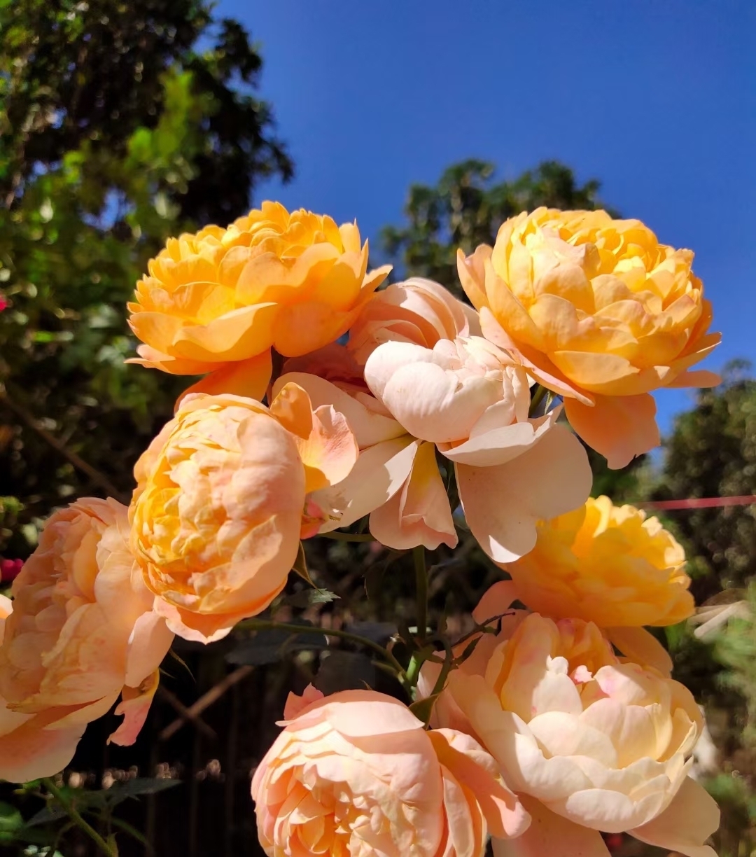 早春养月季,把握好3个词,生长开花不用愁