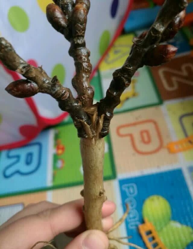 花卉|4种“陷阱”花，不适合新手，花店遇到要避开，别白花买花钱