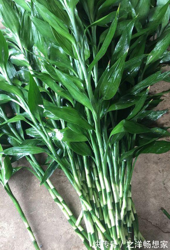 生根|富贵竹根不好,放铁钉也没用,3个技巧,根儿白又壮!