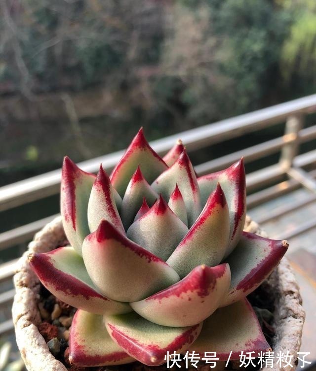 叶插|多肉不长怎么回事原来是“控水”不对，赶紧改正，半个月见效果