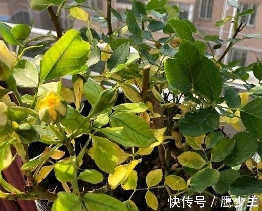 月季光杆后如何才能快速恢复生长,分清情况是关键