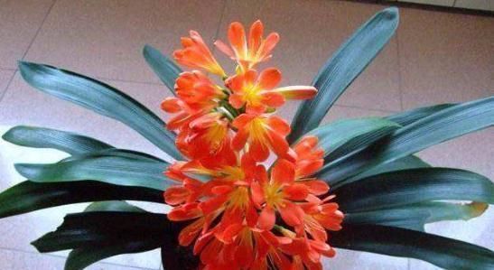 家庭盆栽君子兰,掌握“浇水”小窍门,不干根不烂根,越长越旺