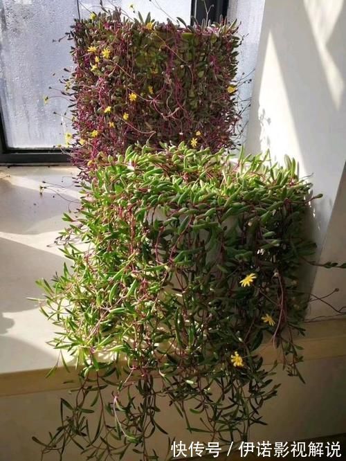 紫乐|紫色系多肉中的“小强”，皮实好养开花能力强，紫红的状态真漂亮