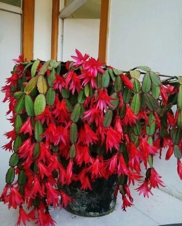 根系|每家都有的3种“钾肥”，给花盆浇一点，养根、又促果