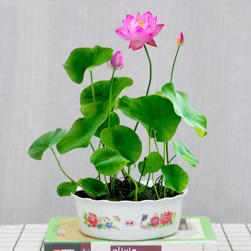 花卉|比紫檀还名贵的6种花卉,花色清新淡雅,插土就活,优雅不输兰花