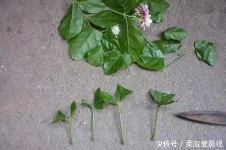 茉莉花扦插有“技巧”,步步都是“精髓”,成活率猛增